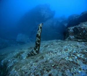 ベトナムのダイビングスポット、フーコック島（Phu Quoc Island）